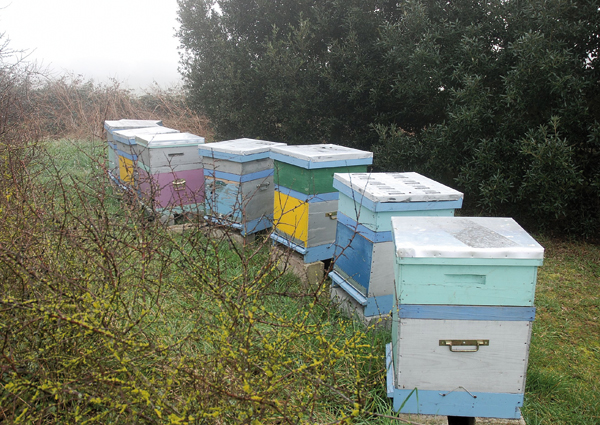 Des ruches pour nos abeilles - L'Atelier Bois