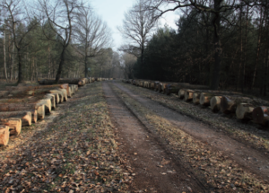 ONF / Deux millions de m3 de chêne sont récoltés en France chaque année. 